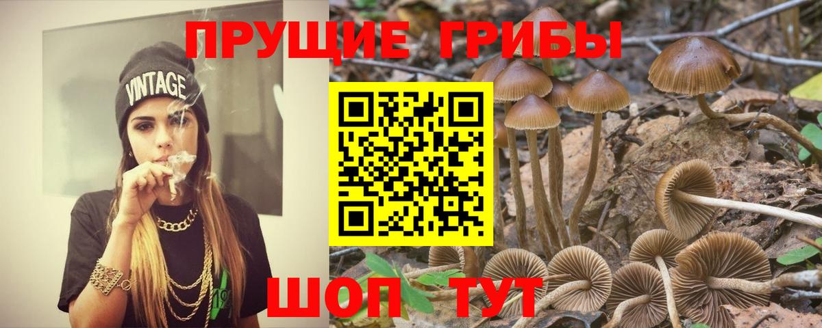 Галлюциногенные грибы Psilocybe  Вход с VPN  Псилоцибиновые грибы мухоморы  Заводоуковск 